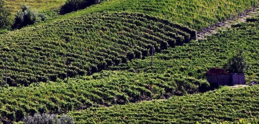 Vineyard in Monferrato